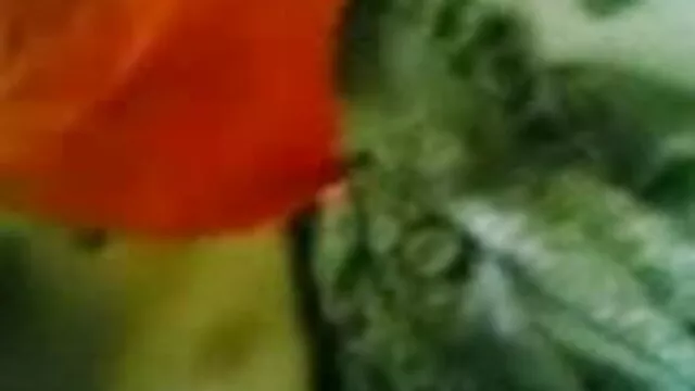 انہوں نے اس کی گرل فرینڈ سکس دومرد و یه زن کے لئے ان کی دادی کے گھر