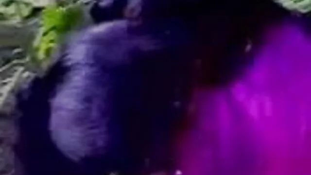 پرانی bisex